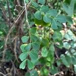 Haematoxylum campechianum Blatt