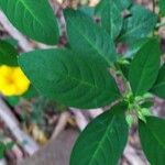 Reinwardtia indica Leaf