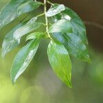 Rhamnus prinoides Leaf