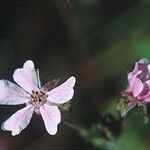 Potentilla daucifolia Flower
