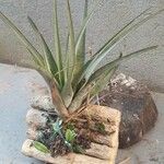 Tillandsia fasciculata ᱛᱟᱦᱮᱸ