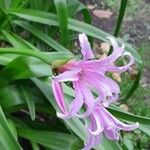 Crinum × powellii Staniste