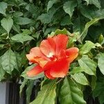 Pereskia bleo Flor