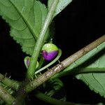 Impatiens niamniamensis Flower