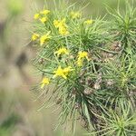 Senecio linifolius Flor