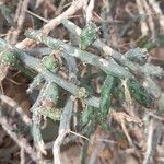 Cylindropuntia leptocaulis Leaf