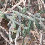 Cylindropuntia leptocaulis 葉