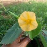 Abutilon grandifolium Blüte
