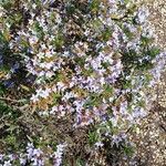 Lithodora zahnii Flor