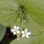 Claytonia perfoliata Flor