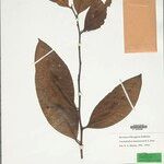 Froesiodendron amazonicum