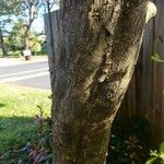 Photinia serratifolia Bark