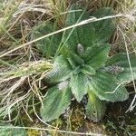 Plantago mediaHoja