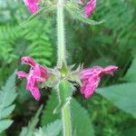 Stachys sylvatica Fleur