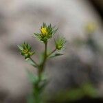 Linum strictum Leaf
