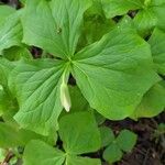 Trillium flexipes 叶