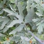 Romneya coulteri برگ