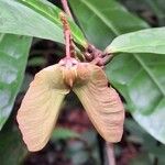 Acridocarpus longifolius Fruit
