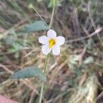 Kosteletzkya depressa Flower