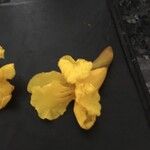 Fernandoa adenophylla Flor