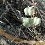 Dipcadi serotinum Fruit