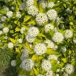 Physocarpus capitatus Flor