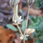 Lychnis coronaria Плод