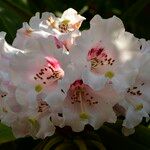 Rhododendron calophytum Blodyn