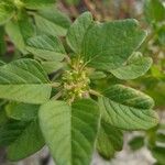 Amaranthus albus Blatt