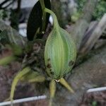 Dendrobium munificum Fruto