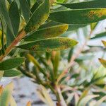 Leucadendron laureolum পাতা