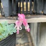 Dicentra peregrina Flower