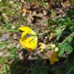 Lotus parviflorus Flower