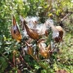 Asclepias incarnata Fruit