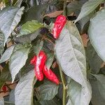 Capsicum annuumФрукт