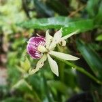 Prosthechea cochleata Fleur