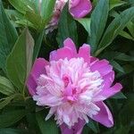 Paeonia officinalis Blomst