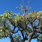 Cussonia paniculata Blad