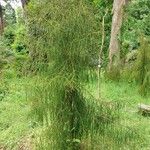 Dacrydium cupressinum Leaf