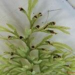 Hymenophyllum deplanchei Costuma