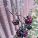 Rubus fruticosus Fruto