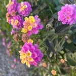 Lantana × strigocamara List