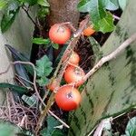 Solanum capsicoides Frukt