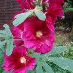 Alcea setosa 整株植物