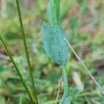 Blackstonia imperfoliata Хабит