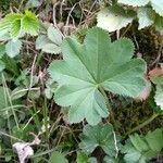 Alchemilla glabra Hoja