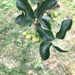 Crataegus persimilis Leaf