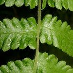 Cyclosorus pozoi Leaf