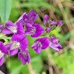 Medicago sativaFleur