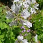 Geranium renardii Flower